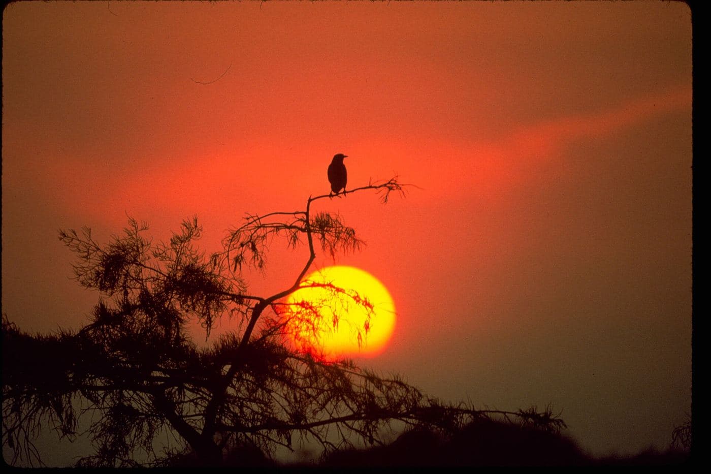 Parque Nacional Everglades